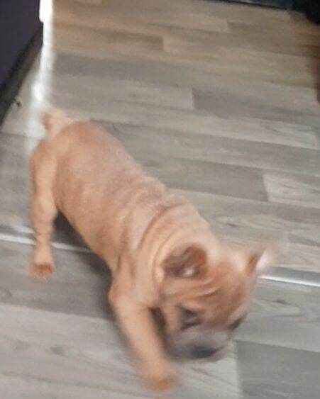 Frenchie Puppies For Sale