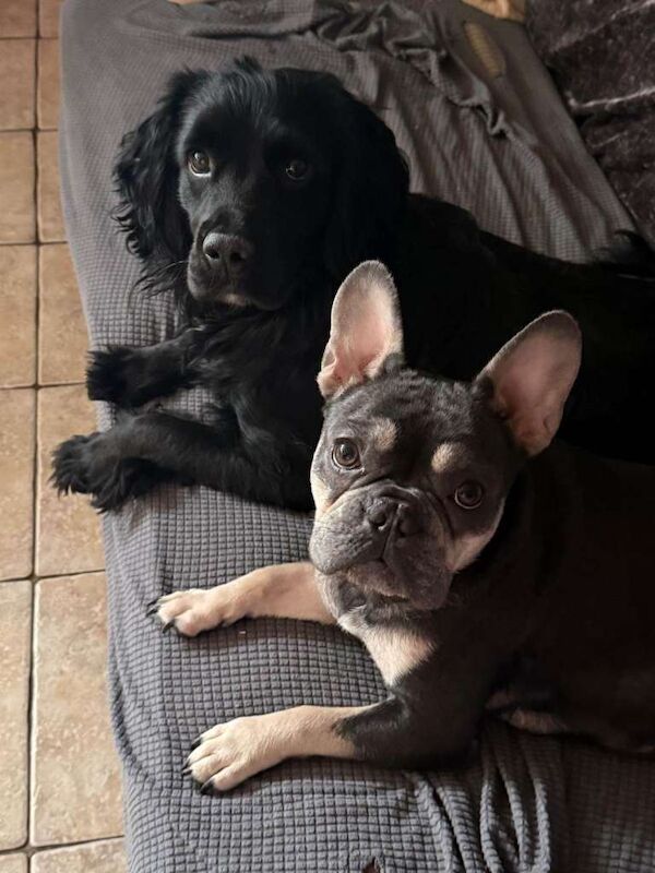 French bulldog X Cocker Spaniel pups for sale