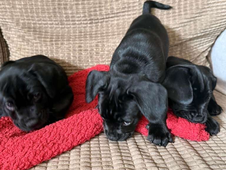 French bulldog X Cocker Spaniel pups for sale - Image 2 of 4