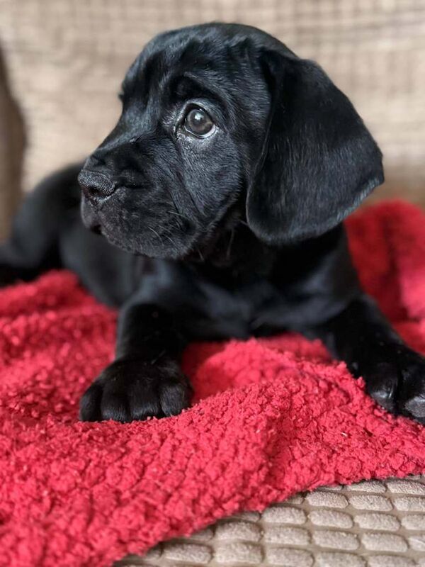 French bulldog X Cocker Spaniel pups for sale - Image 3 of 4