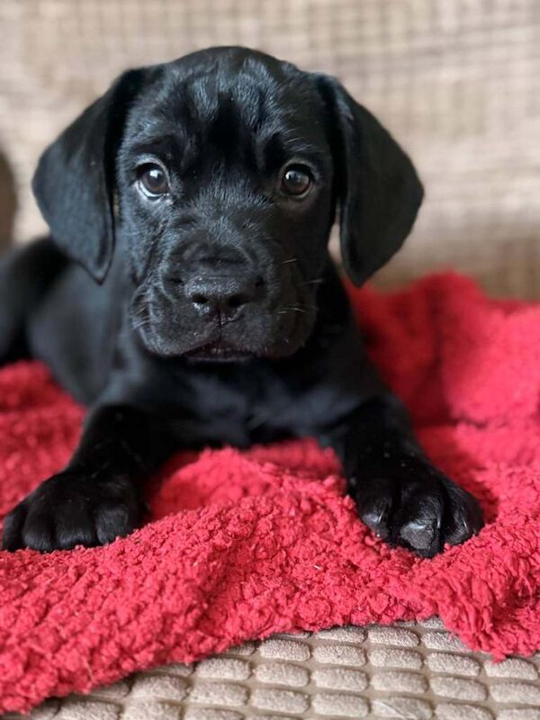 French bulldog X Cocker Spaniel pups for sale - Image 4 of 4