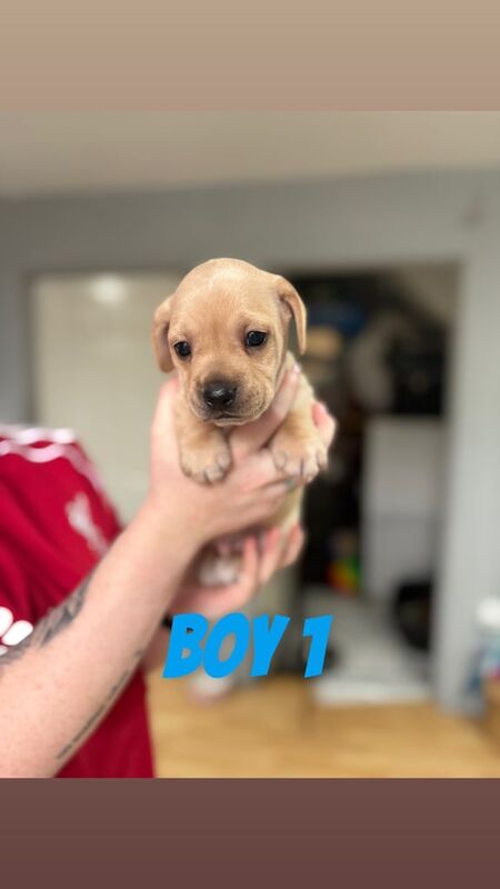 French bulldog x dachshund puppies - Image 2 of 6