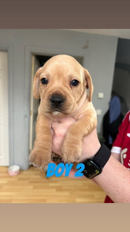 French bulldog x dachshund puppies - Image 3 of 6