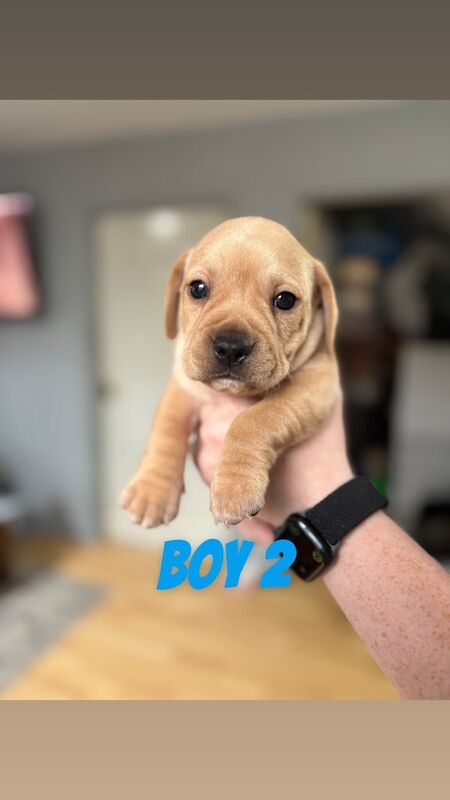 French bulldog x dachshund puppies - Image 4 of 6