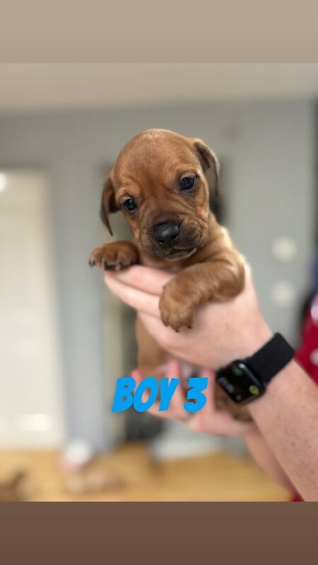 French bulldog x dachshund puppies - Image 5 of 6