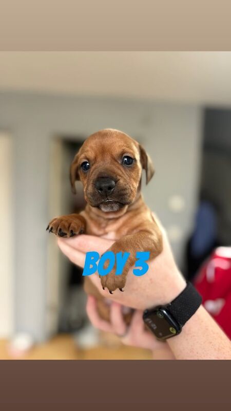 French bulldog x dachshund puppies - Image 6 of 6