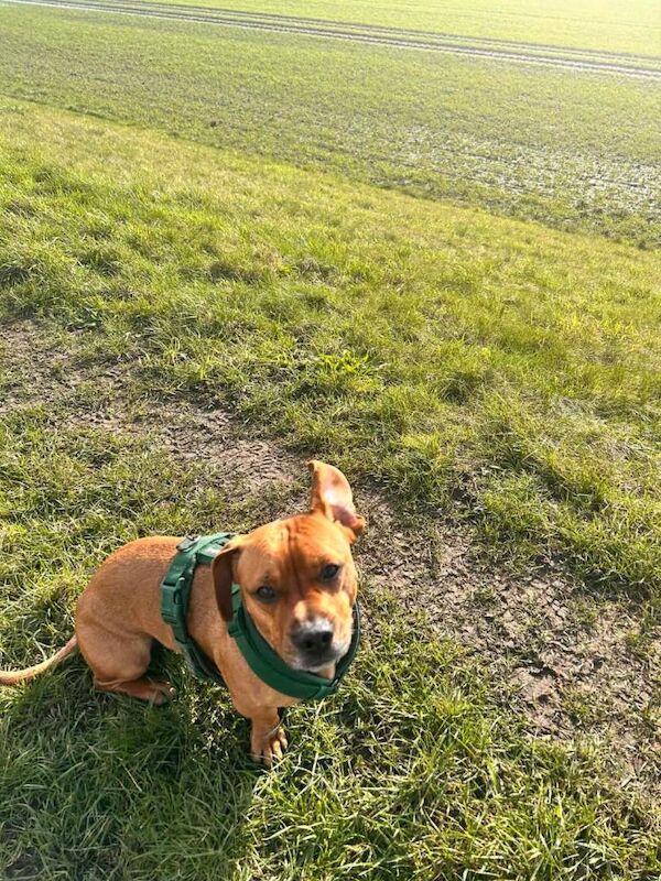 French Bulldog X Daschund - Image 2 of 3