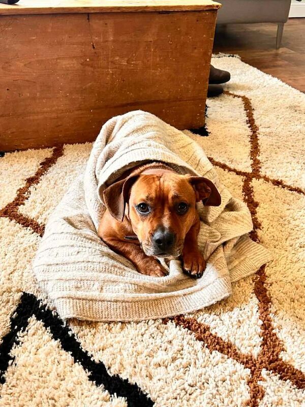 French Bulldog X Daschund - Image 3 of 3