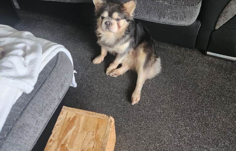 French bulldog x husky