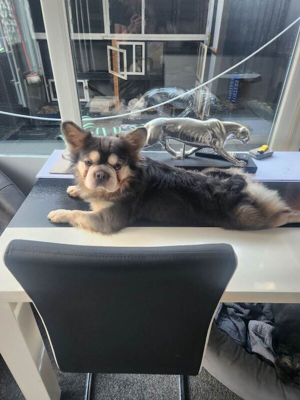 Frenchie Crossbreeds