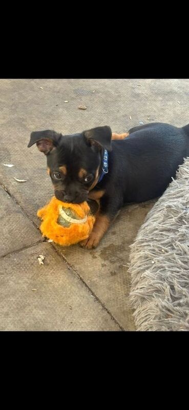 French Bulldog puppies for sale in North West London, London – 10 weeks old