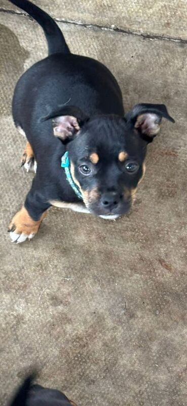French Bulldog puppies for sale in North West London, London – 12 weeks old - Image 3 of 3
