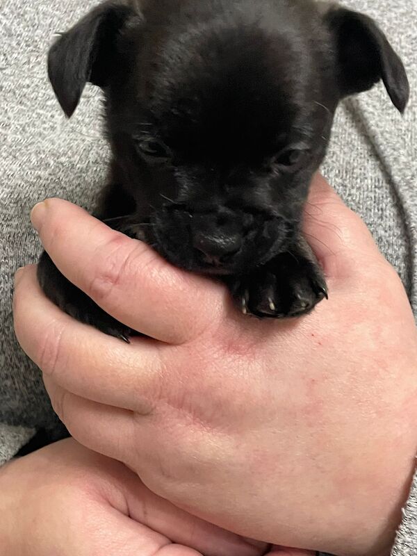 French bulldog X jack Russell puppies for sale! - Image 2 of 10