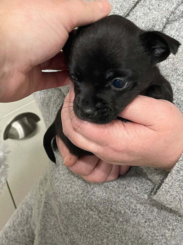 French bulldog X jack Russell puppies for sale! - Image 3 of 10