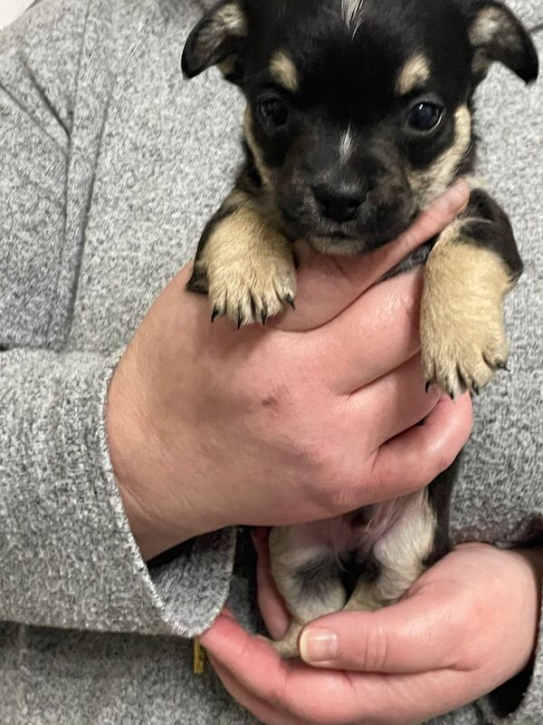 French bulldog X jack Russell puppies for sale! - Image 4 of 10