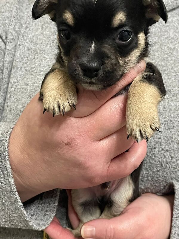 French bulldog X jack Russell puppies for sale! - Image 5 of 10