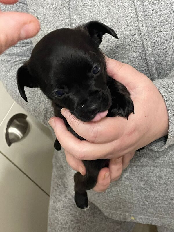 French bulldog X jack Russell puppies for sale! - Image 6 of 10