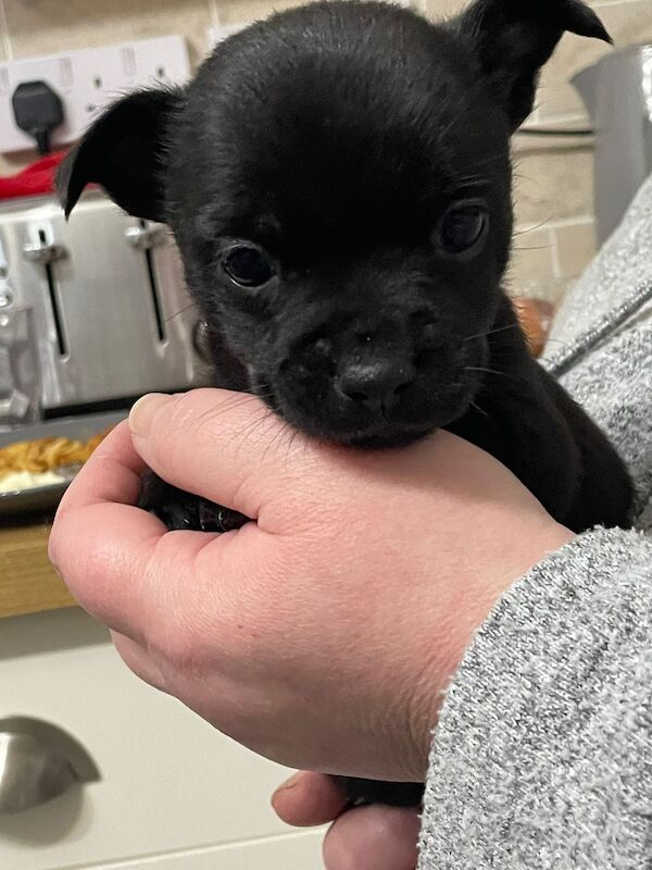 French bulldog X jack Russell puppies for sale! - Image 7 of 10