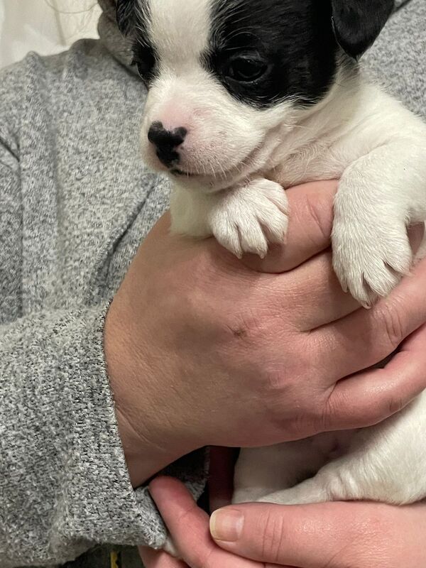 French bulldog X jack Russell puppies for sale! - Image 8 of 10