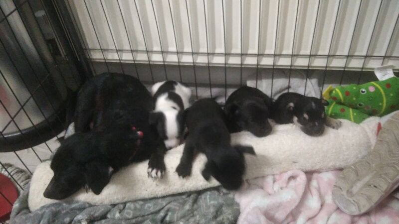 French bulldog X jack Russell puppies for sale! - Image 9 of 10