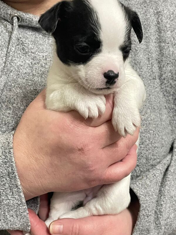 French bulldog X jack Russell puppies for sale! - Image 10 of 10