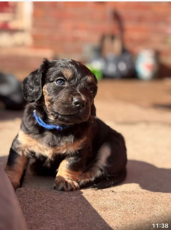French Bulldog puppies for sale in Horfield, Bristol – 8 weeks old