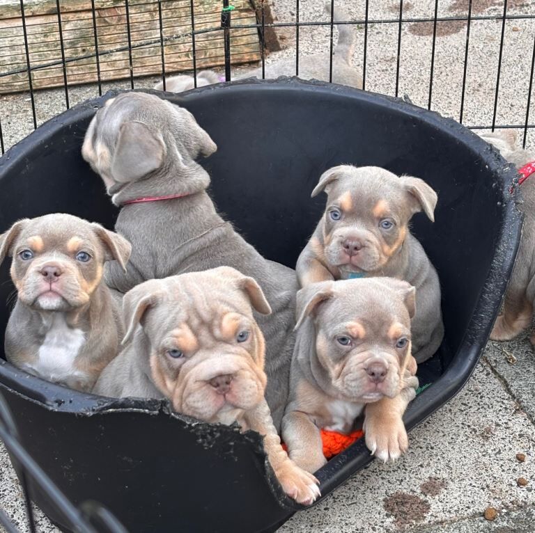 French bulldog X Pocket bully puppies for sale