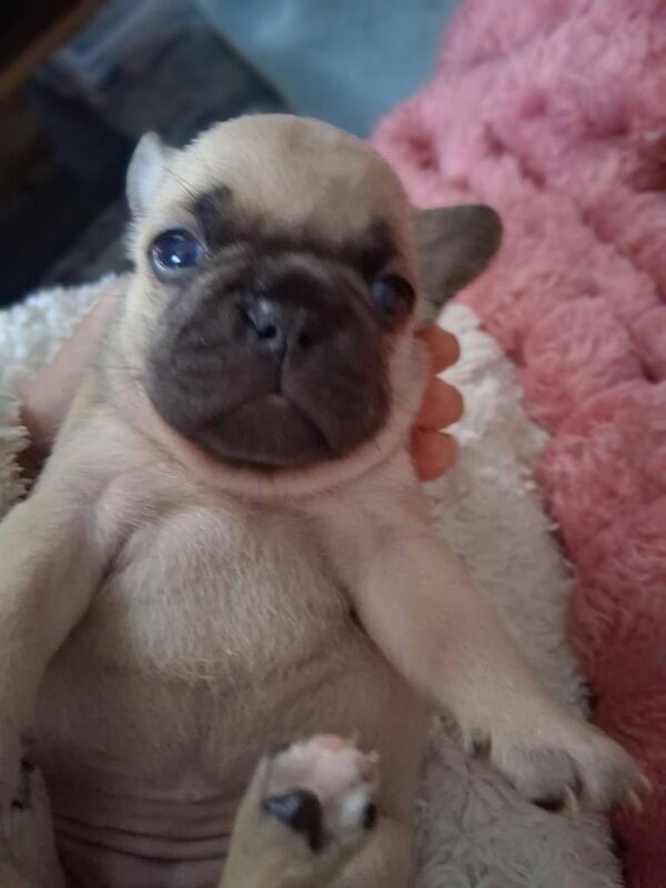 French Bulldog puppies for sale in Derriford, Devon – 8 weeks old