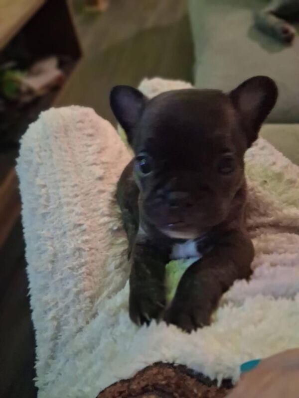 French bulldog x puppies - Image 2 of 6