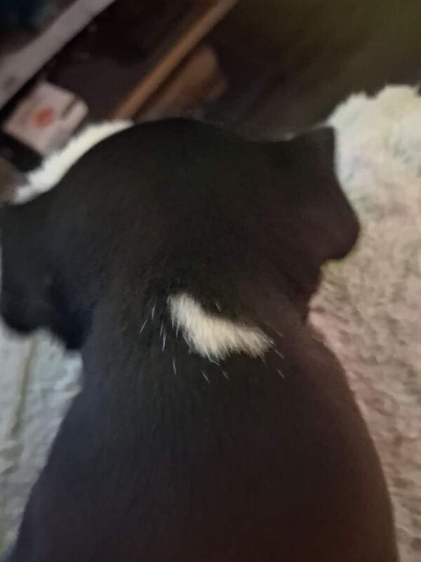 French bulldog x puppies - Image 3 of 6