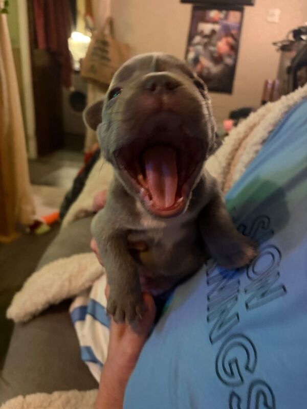 French bulldog x puppies - Image 4 of 6