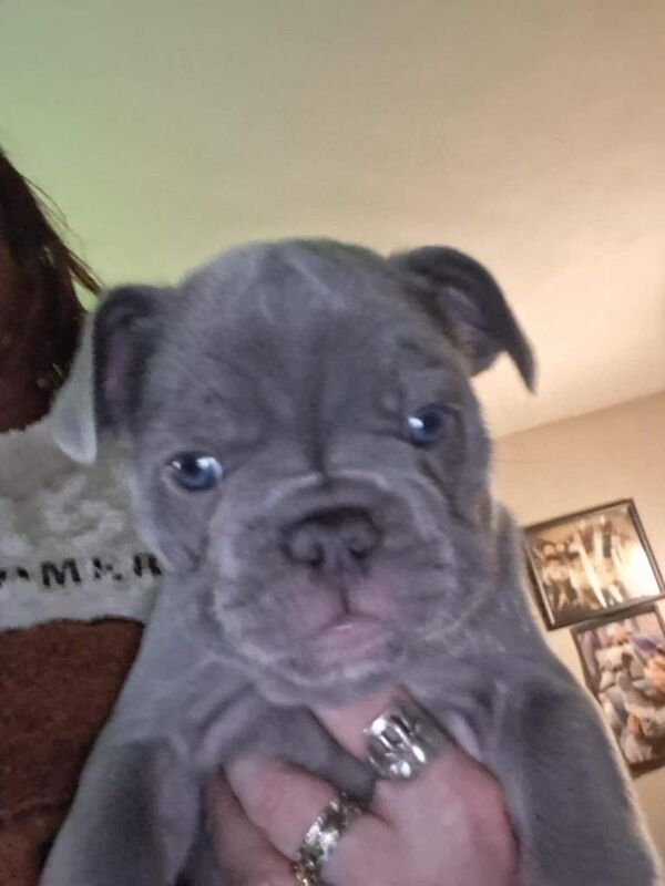 French bulldog x puppies - Image 5 of 6