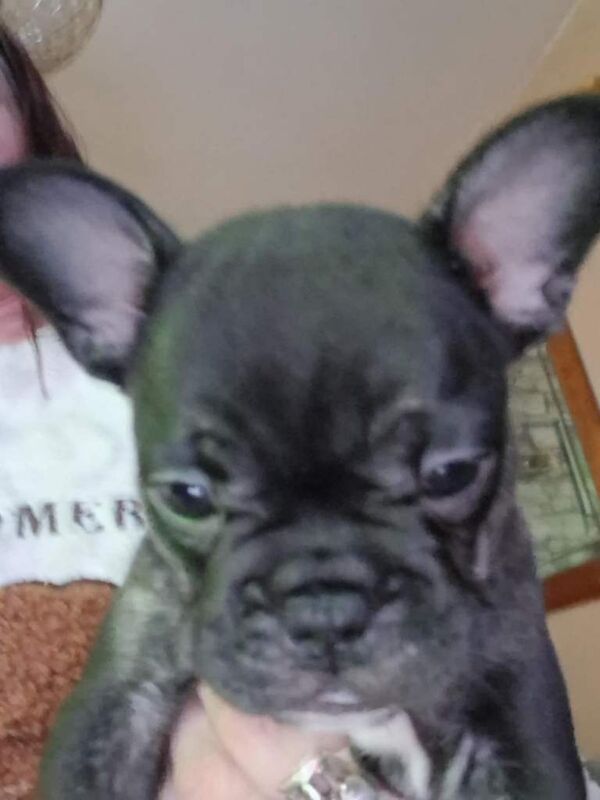 French bulldog x puppies - Image 6 of 6