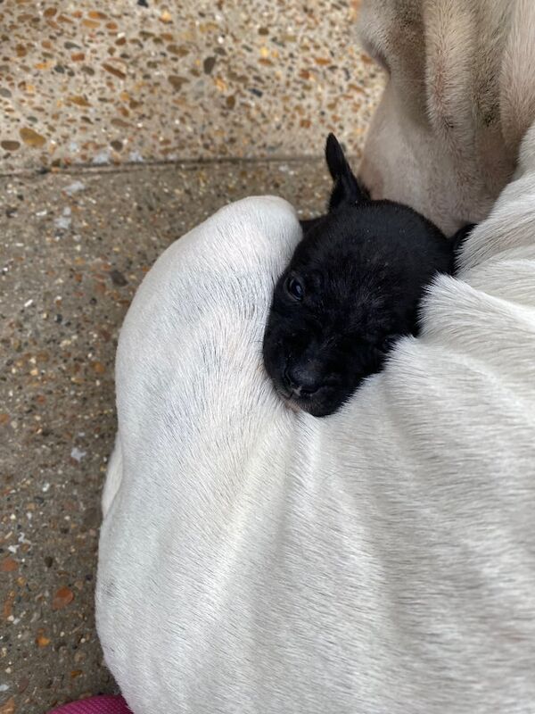French Bulldog puppies for sale in Felixstowe, Suffolk – 5 weeks old