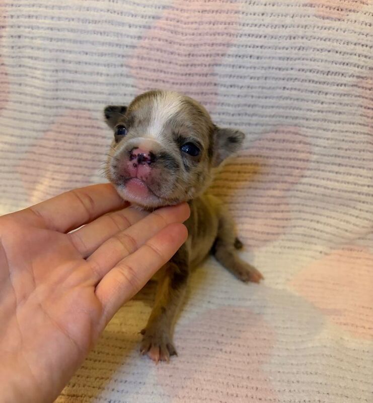 French bulldog x standard bully