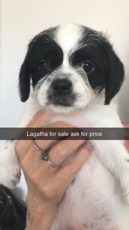 French Bulldog puppies for sale in Kessingland, Suffolk – 8 weeks old