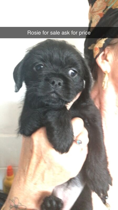 French Bulldog puppies for sale in Kessingland, Suffolk – 10 weeks old - Image 2 of 3