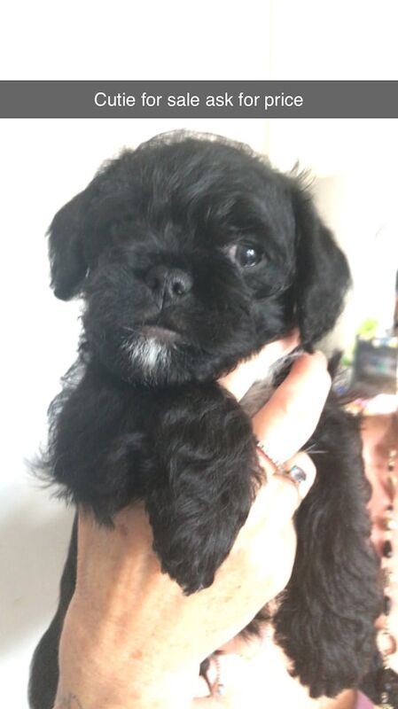 French Bulldog puppies for sale in Kessingland, Suffolk – 10 weeks old - Image 3 of 3