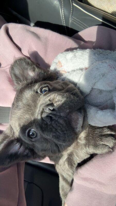 French bulldog x2