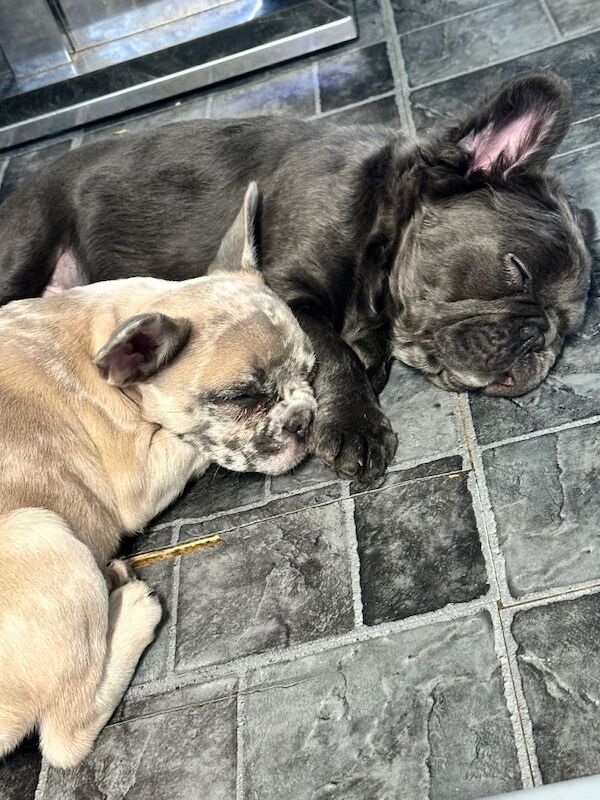 French bulldog x2 - Image 2 of 5