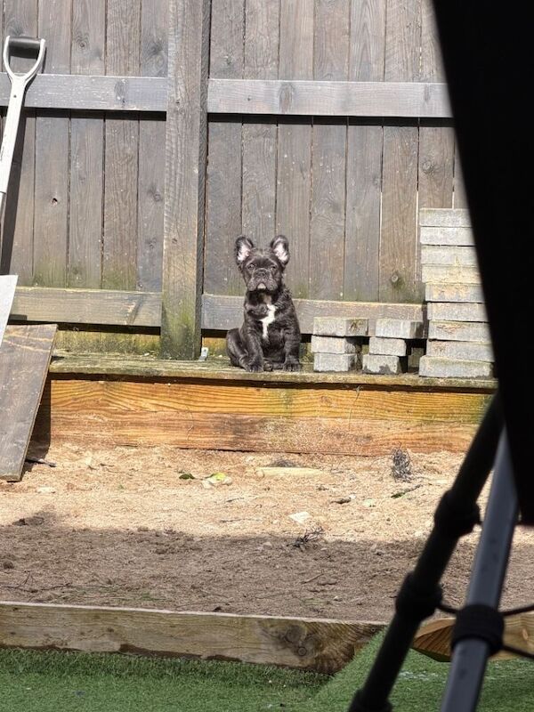 French bulldog x2 - Image 3 of 5