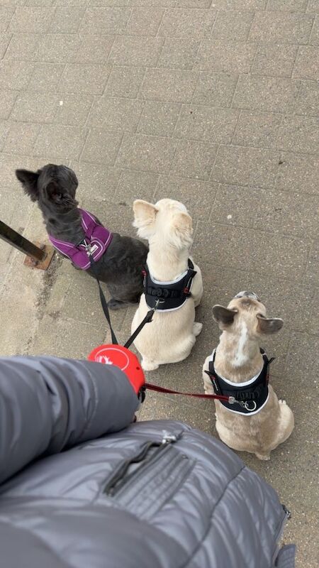 French bulldog x2 - Image 4 of 5