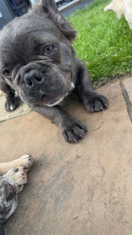 French bulldog x2 - Image 5 of 5
