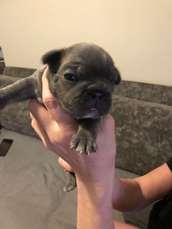 French Bulldog puppies for sale in Spennymoor, Durham – KC registered, 5 minutes old