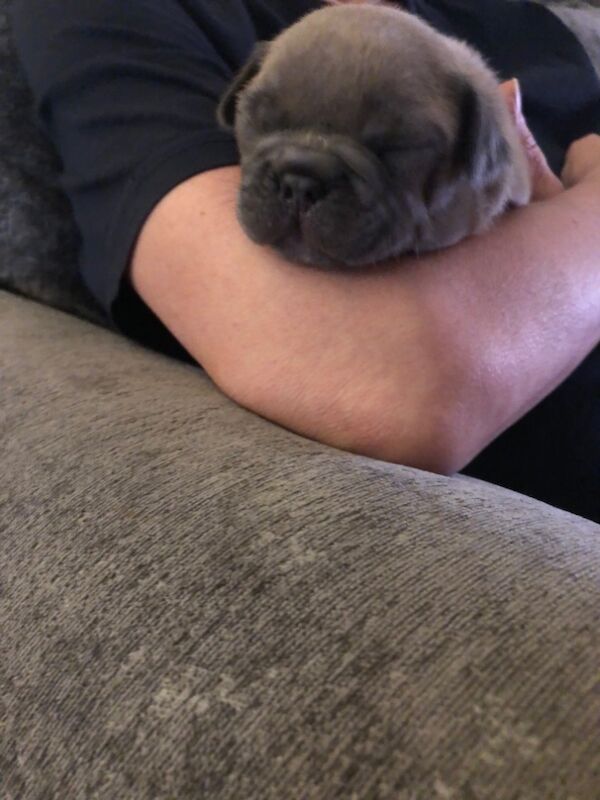 French Bulldog puppies for sale in Spennymoor, Durham – KC registered, 1 day old - Image 2 of 14