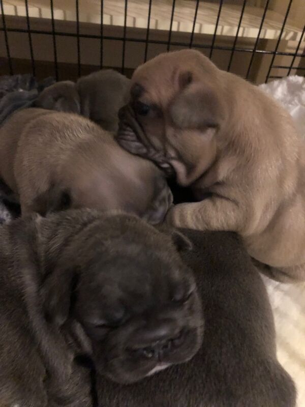 French Bulldog puppies for sale in Spennymoor, Durham – KC registered, 1 day old - Image 3 of 14
