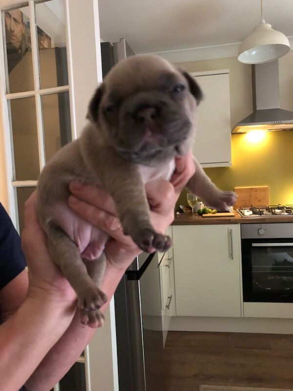 French Bulldog puppies for sale in Spennymoor, Durham – KC registered, 1 day old - Image 4 of 14