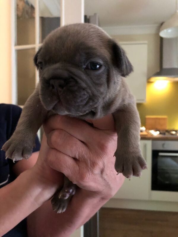 French Bulldog puppies for sale in Spennymoor, Durham – KC registered, 1 day old - Image 5 of 14