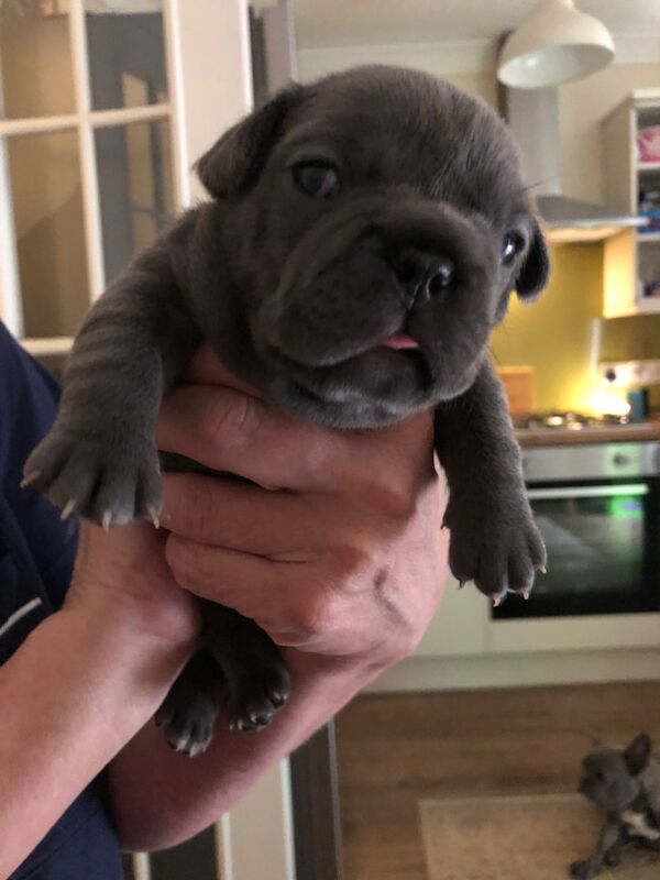 French Bulldog puppies for sale in Spennymoor, Durham – KC registered, 1 day old - Image 6 of 14