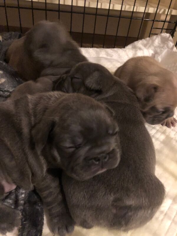 French Bulldog puppies for sale in Spennymoor, Durham – KC registered, 1 day old - Image 7 of 14